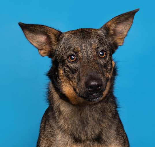 Photo of Roxy