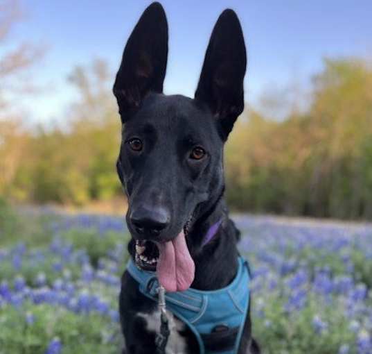 Photo of Shadow