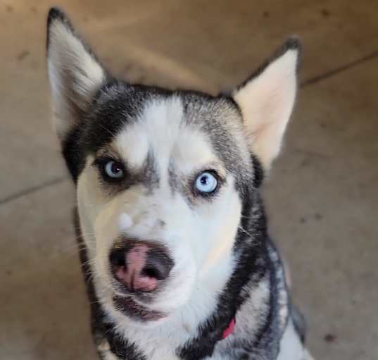 Photo of Remi