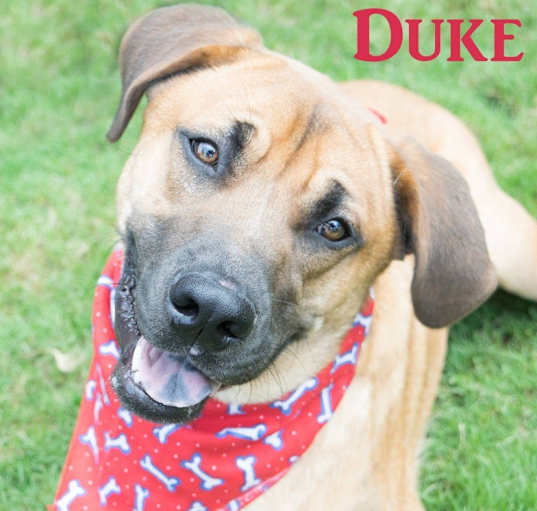 Photo of Duke