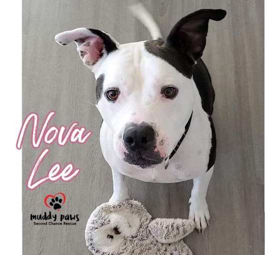 Photo of Nova Lee