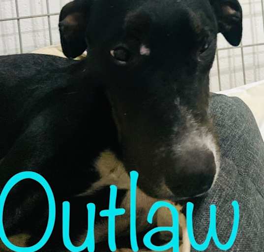 Photo of Outlaw