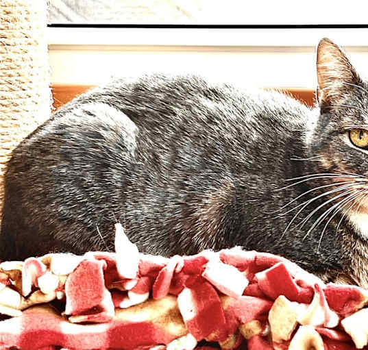 Photo of Sage