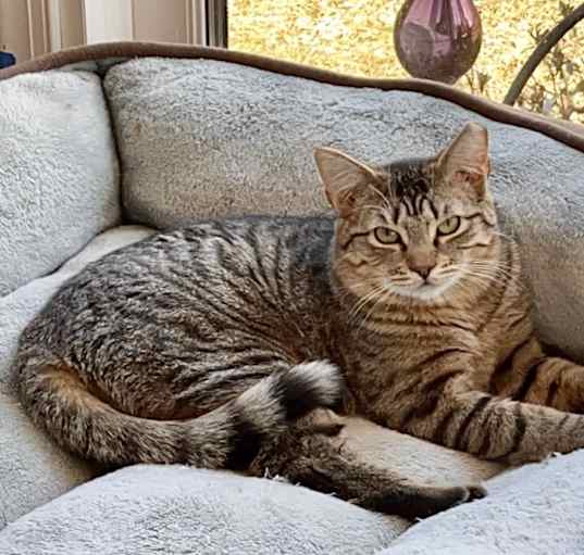 Photo of Mango