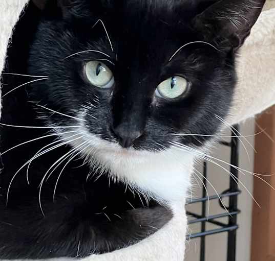 Photo of Scampy