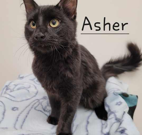 Photo of Asher