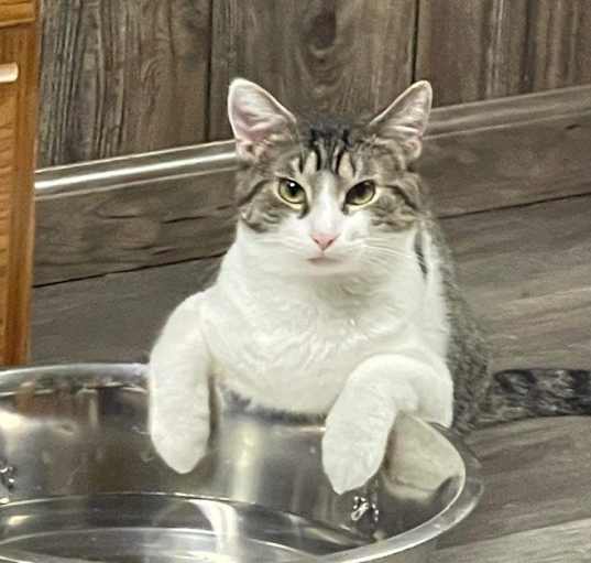 Photo of Stimpy
