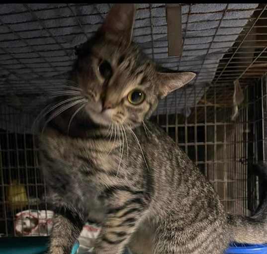 Photo of Athena