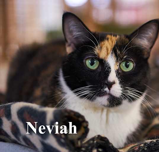Photo of Neviah