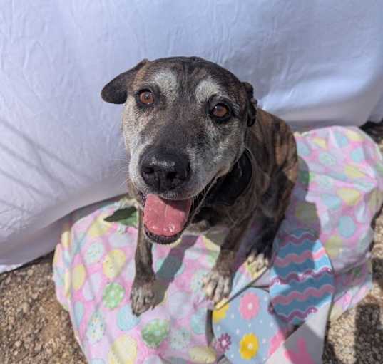 Photo of Sampson
