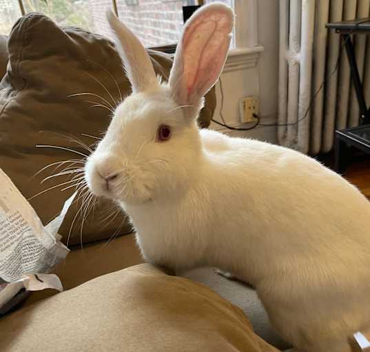 Photo of Marigold