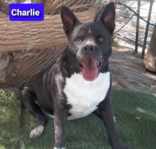 Photo of Charlie