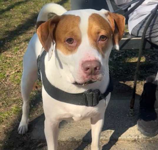 Photo of Kaos - *URGT NEEDS IMMED FOSTER HOME*