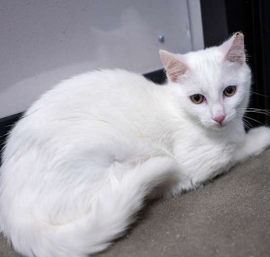 Photo of Apricot