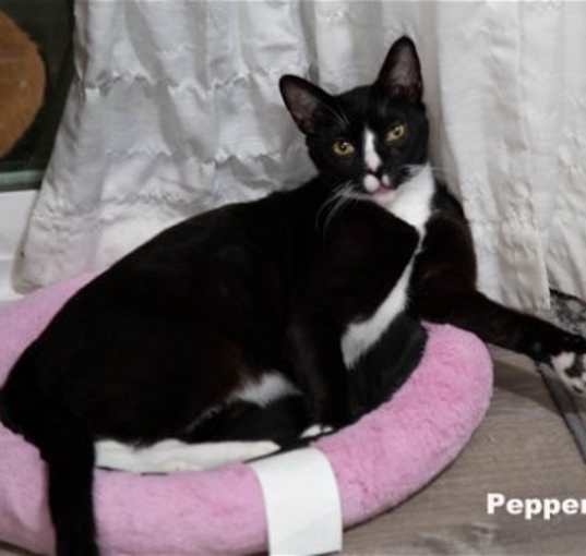 Photo of Pepper (HM)