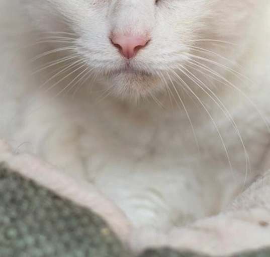 Photo of Kittles