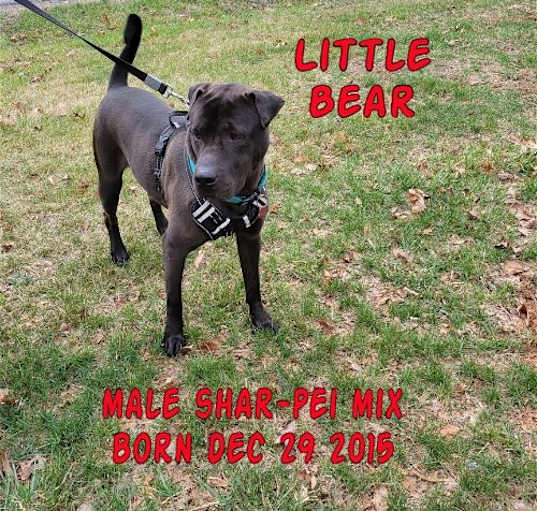 Photo of Little Bear