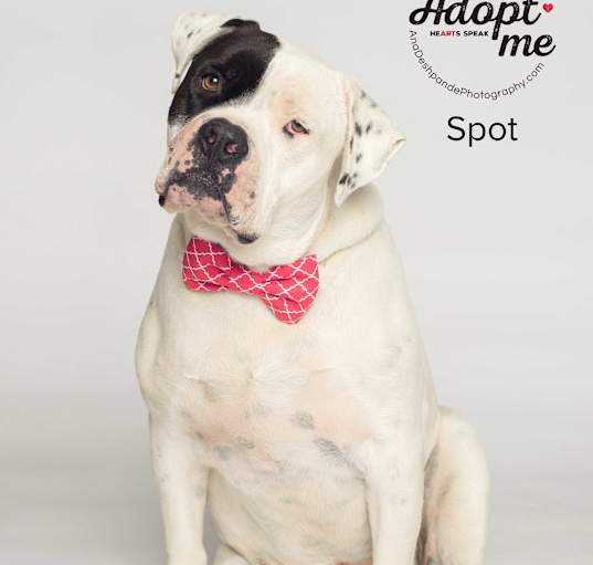 Photo of Spot