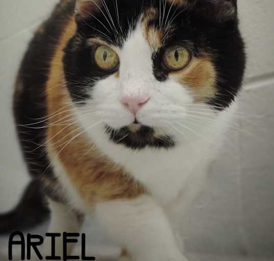 Photo of Ariel