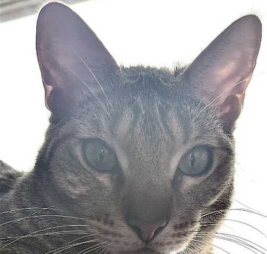 Photo of Chase