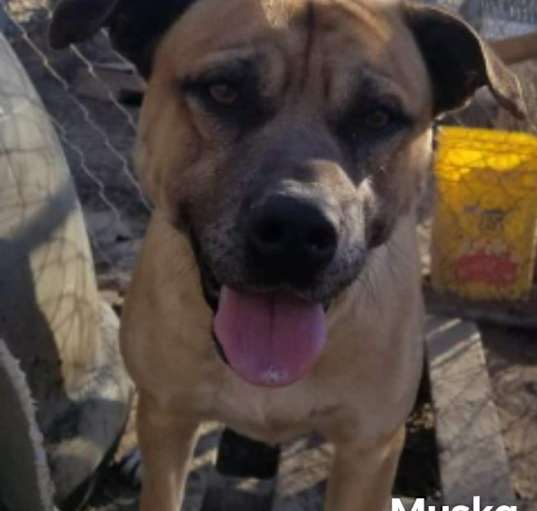 Photo of Muska
