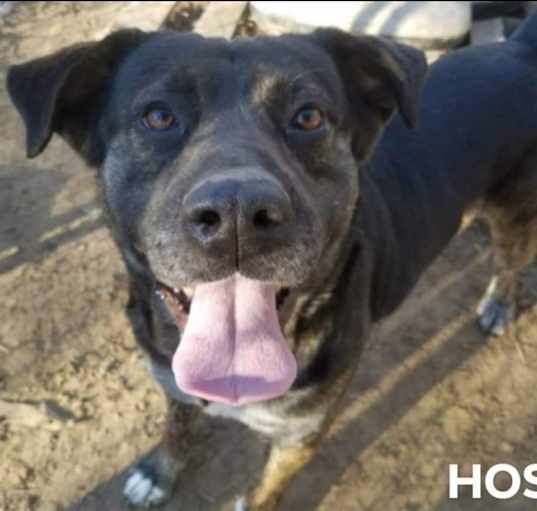 Photo of Hosoi