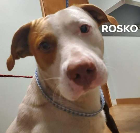 Photo of Rosko