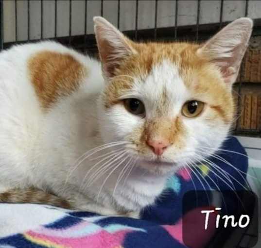 Photo of Tino