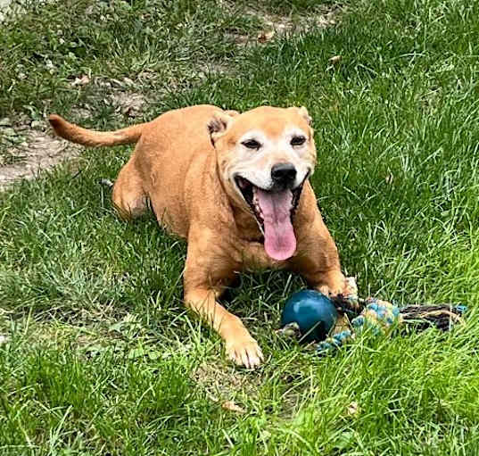 Photo of GINGER