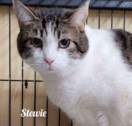 Photo of Stewie