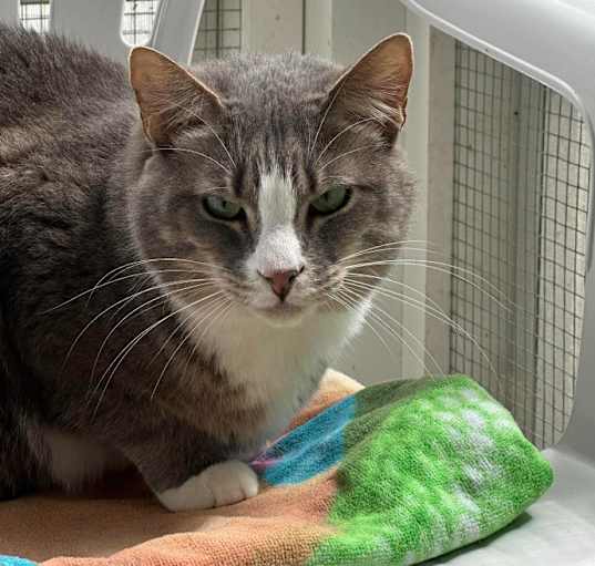 Photo of ODIN
