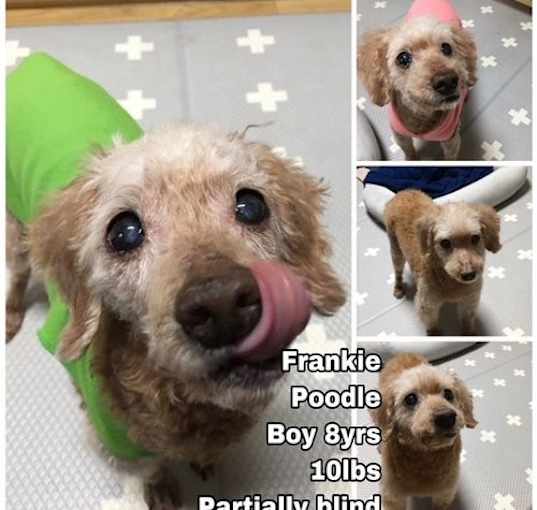 Photo of Frankie from Korea-special needs nearly blind dog