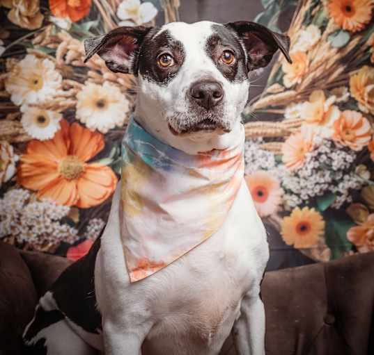 Photo of Trixie