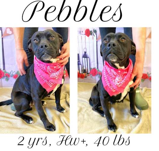 Photo of Pebbles