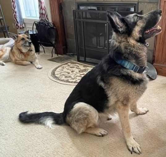 Photo of Bear
