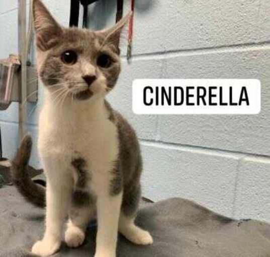 Photo of Cinderella