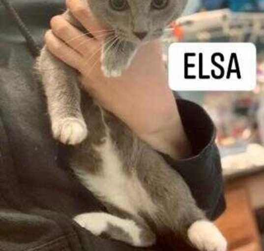 Photo of Elsa