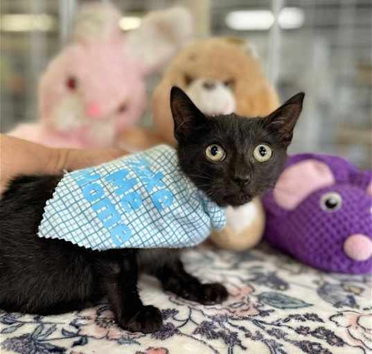 Photo of Michael kitten