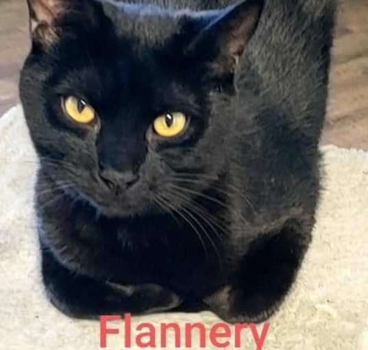 Photo of Flannery