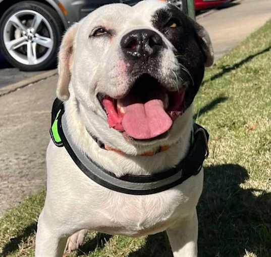 Photo of Petey