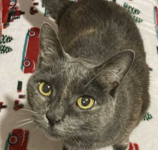 Photo of Sheba
