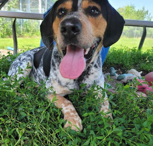Photo of Ranger