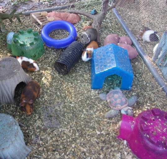Photo of Guinea Pigs (4M & 2F)