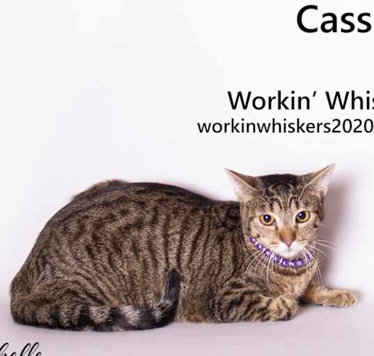 Photo of CASSIE