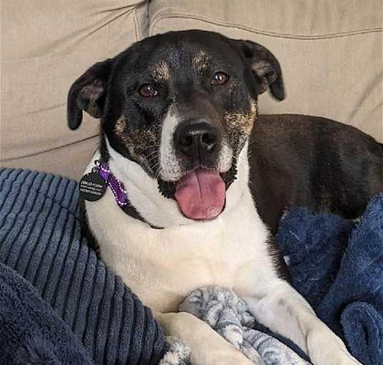 Photo of Dot