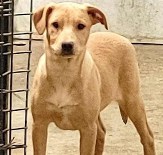 Photo of Honey