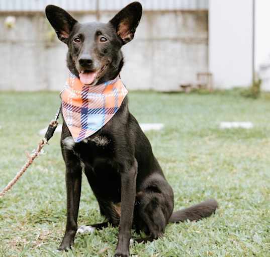 Photo of Lana (Taiwan FMD mixed)