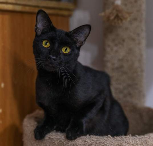 Photo of Midnight