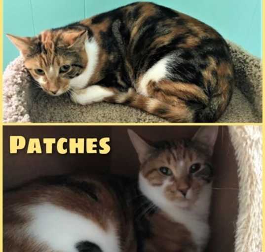 Photo of Patches