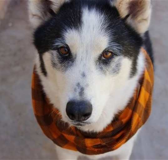 Photo of Koda